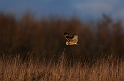 Short-eared owl - H
